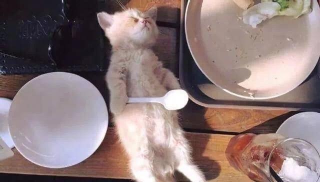 猫咪是土葬还是火葬,猫咪一般是什么病死