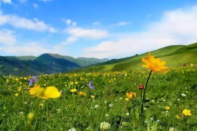 新疆黑蜂土蜂蜜配方,正宗新疆黑蜂蜂蜜