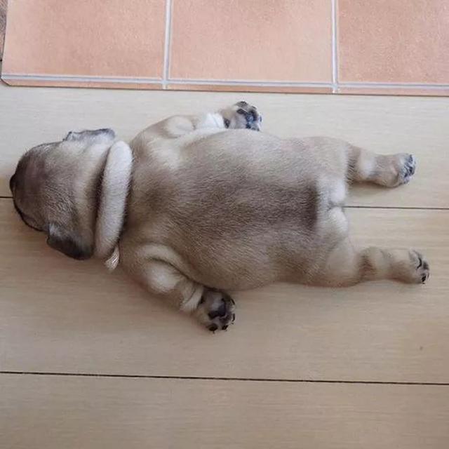 狗狗乱翻垃圾桶乱咬东西怎么办,比熊狗狗老是乱咬东西怎么办