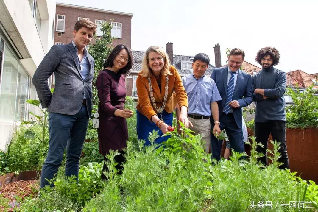 这家华人酒店有来头,海牙市长参观天台花园