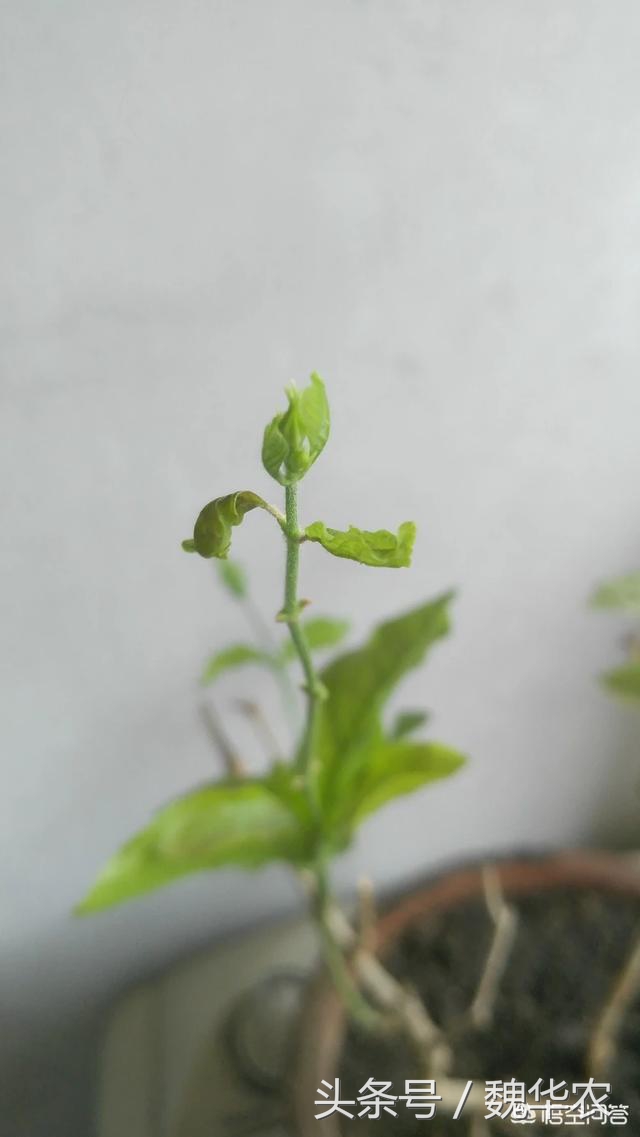 茉莉花病虫害治疗方法,茉莉花病虫害防治方法视频