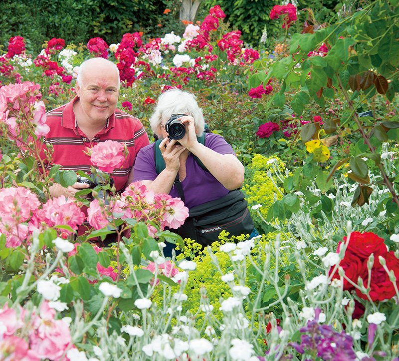 探访岭南花卉市场,花卉王国荷兰郁金香田