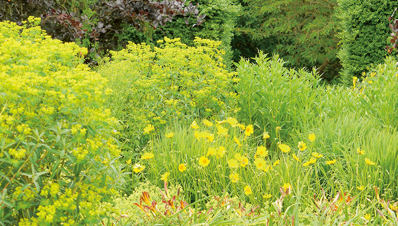 探访岭南花卉市场,花卉王国荷兰郁金香田