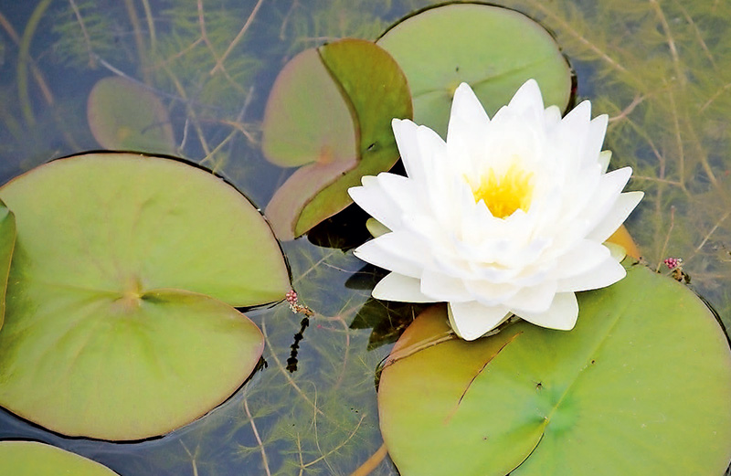探访岭南花卉市场,花卉王国荷兰郁金香田
