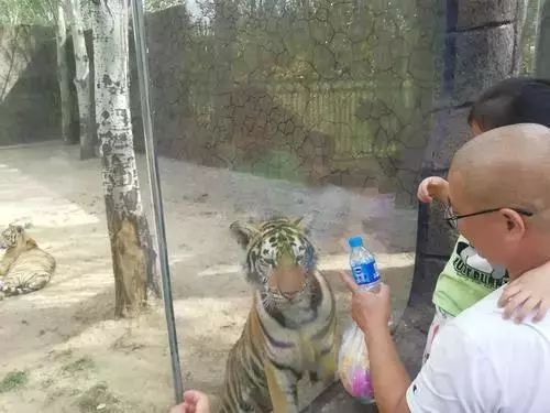 包头室内动物园还开吗,包头动物园介绍