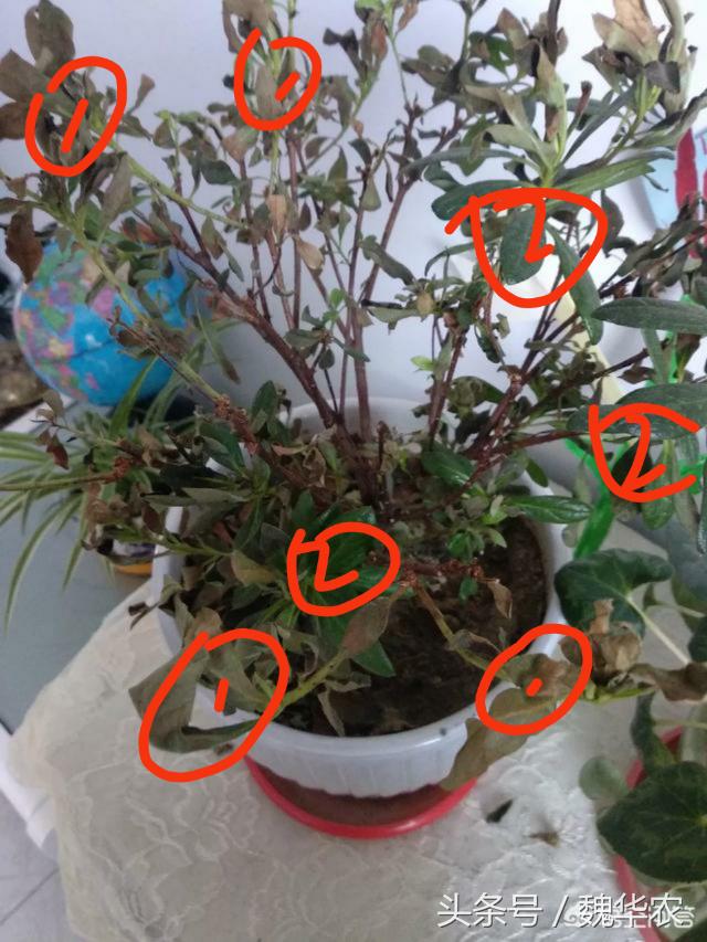 杜鹃花病害治疗方法,杜鹃花病害辨别与治疗