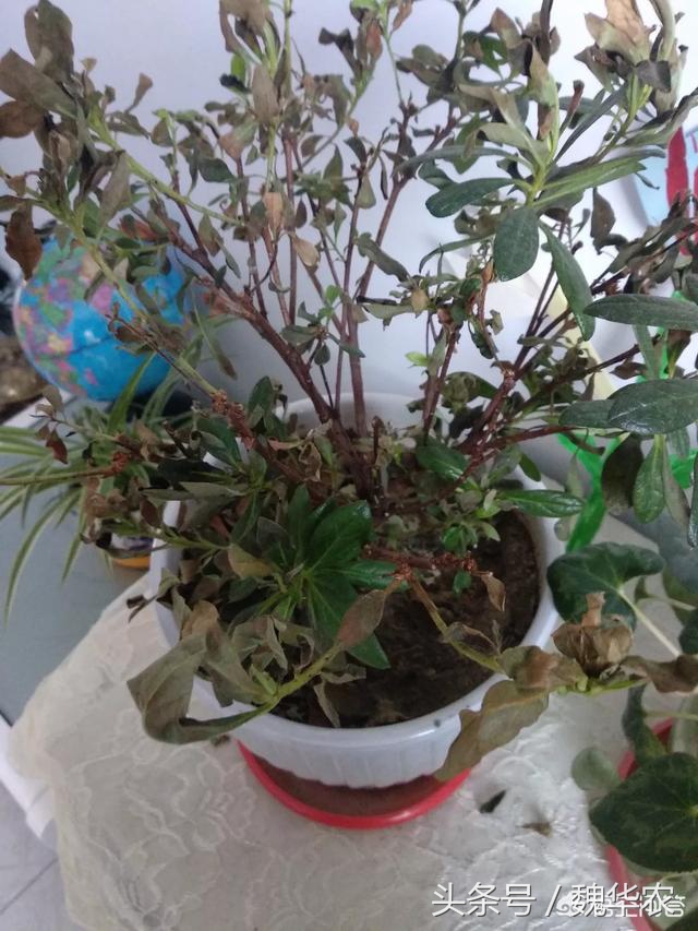 杜鹃花病害治疗方法,杜鹃花病害辨别与治疗