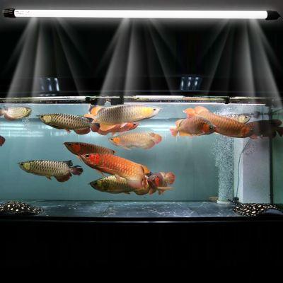 魟鱼跟龙鱼哪个好养,龙鱼虎鱼魟鱼还可以混养什么鱼