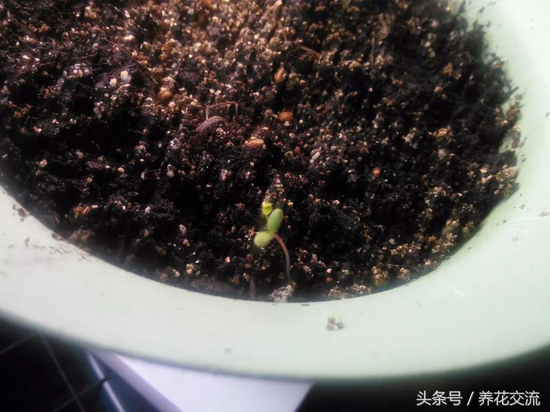 盆栽玫瑰种子的正确方法,玫瑰盆栽多久能发芽