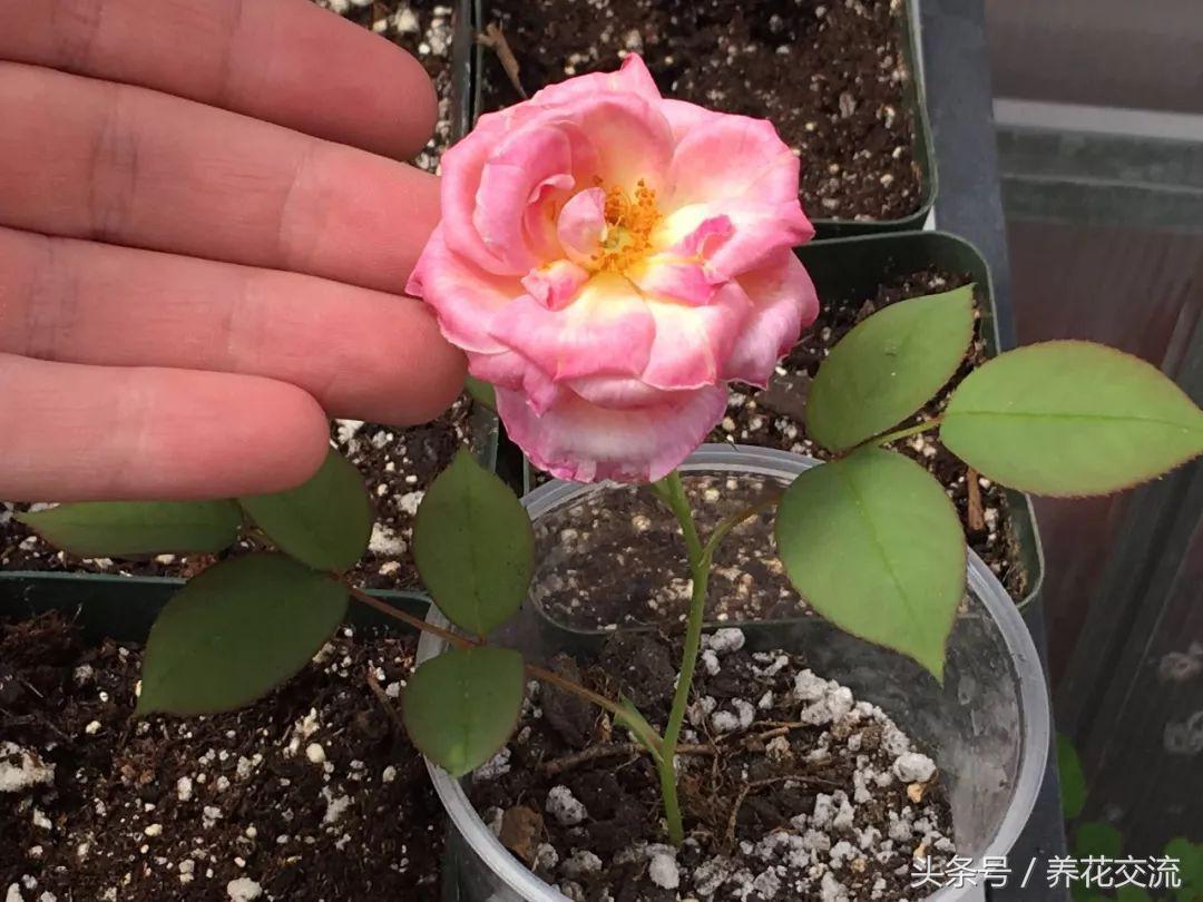 盆栽玫瑰种子的正确方法,玫瑰盆栽多久能发芽
