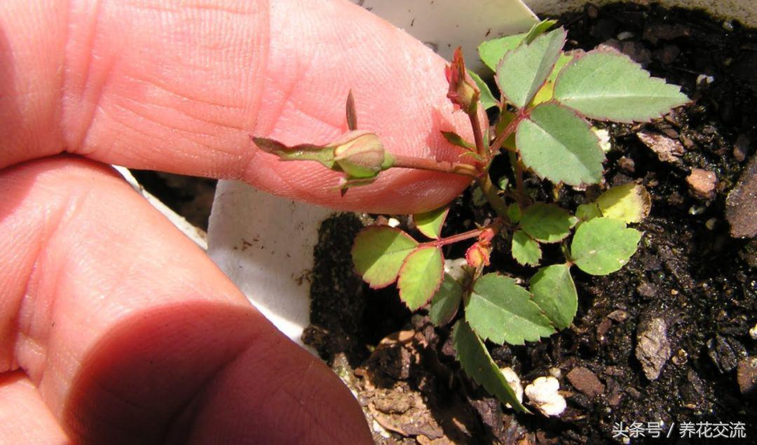 盆栽玫瑰种子的正确方法,玫瑰盆栽多久能发芽