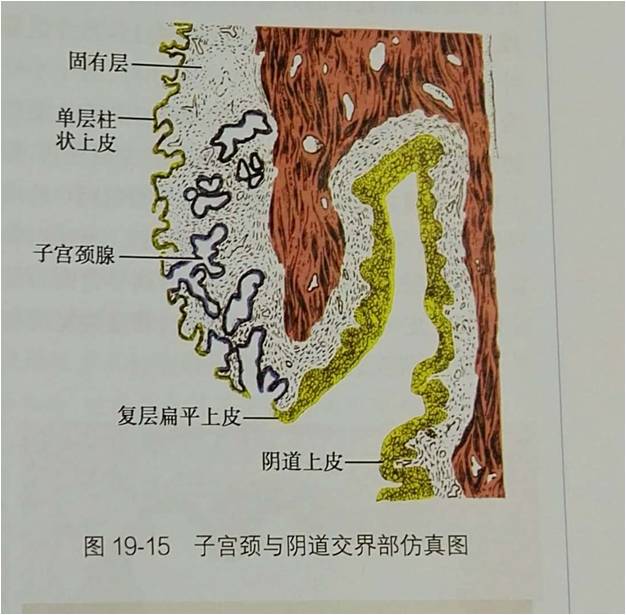 您还在为这3种宫颈的表现而困扰吗？那就太OUT了！