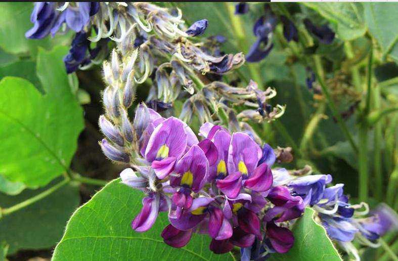 酒后头疼无法入睡怎么缓解,喝完酒后咽喉干是怎么回事