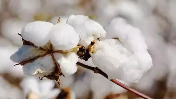 7天不洗也不会臭!这双黑科技的袜子简直是男同胞的福音!