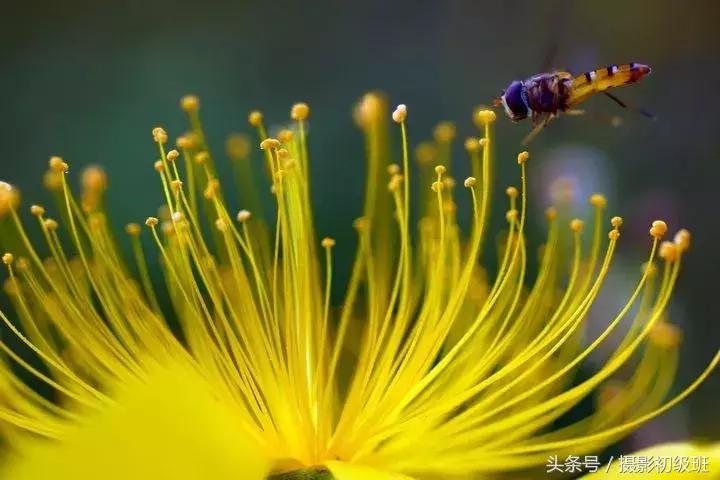 玩摄影必备的3个滤镜,相机微距拍摄模式