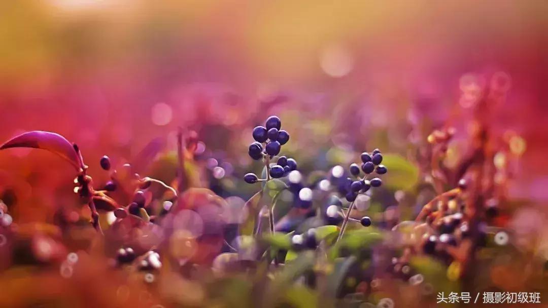 玩摄影必备的3个滤镜,相机微距拍摄模式