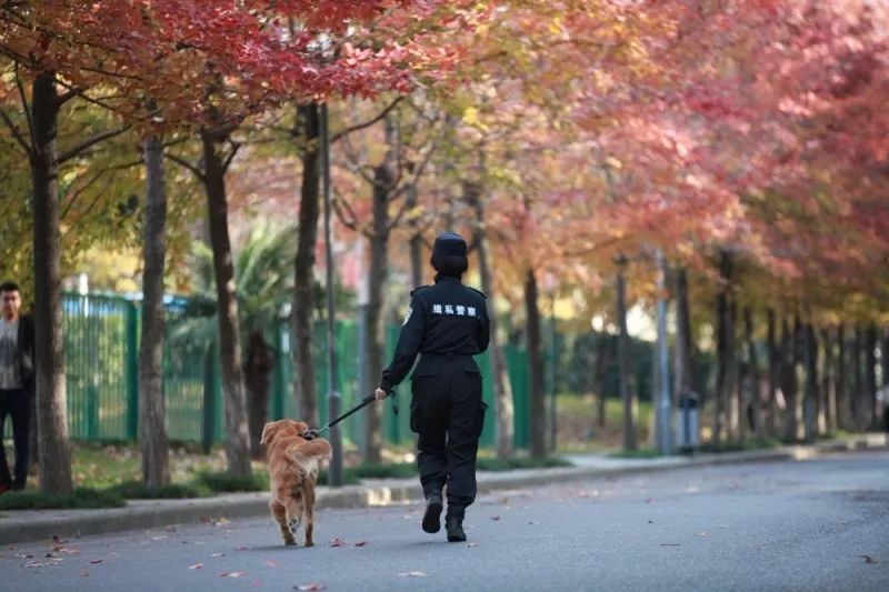 拱北海关缉毒犬,缉毒犬拱北海关