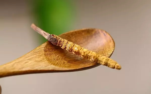 肾炎吃冬虫夏草能治好吗,冬虫夏草能治愈慢性肾病吗