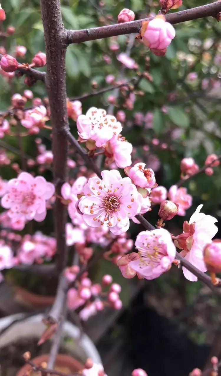 香香的花园自拍杆,香香的花围墙推荐