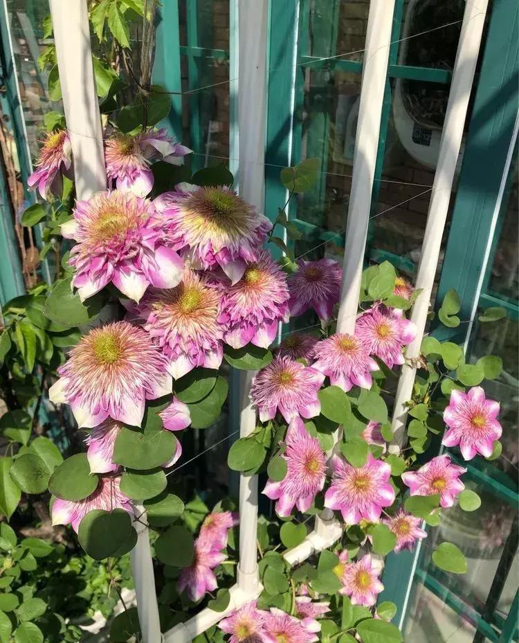 香香的花园自拍杆,香香的花围墙推荐