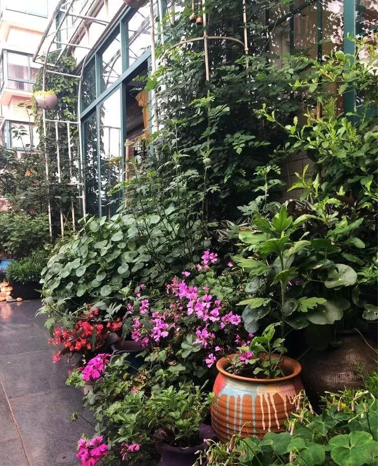 香香的花园自拍杆,香香的花围墙推荐