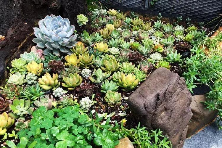 香香的花园自拍杆,香香的花围墙推荐