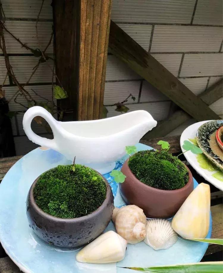 香香的花园自拍杆,香香的花围墙推荐