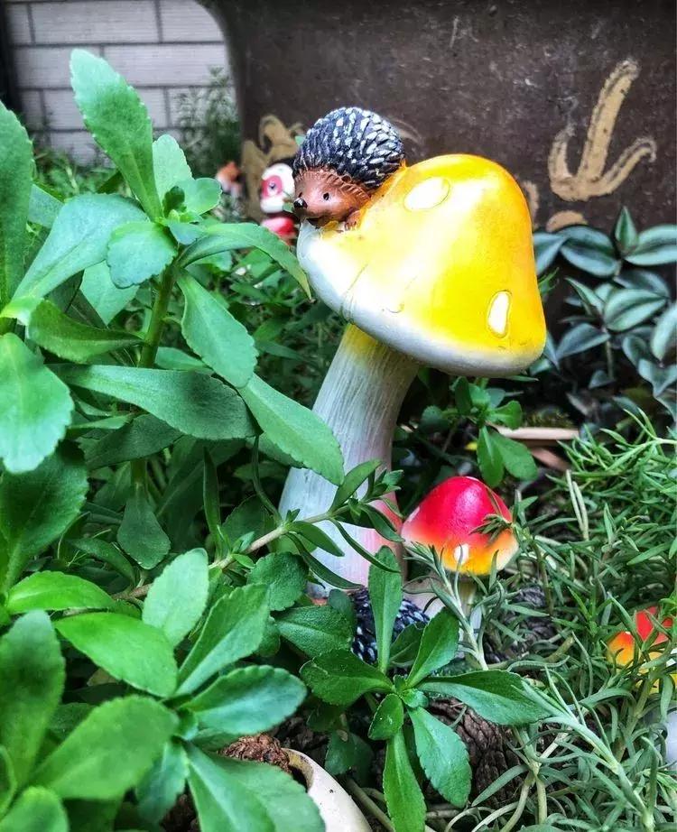 香香的花园自拍杆,香香的花围墙推荐