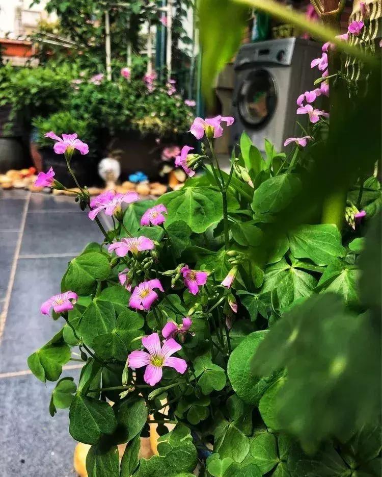 香香的花园自拍杆,香香的花围墙推荐