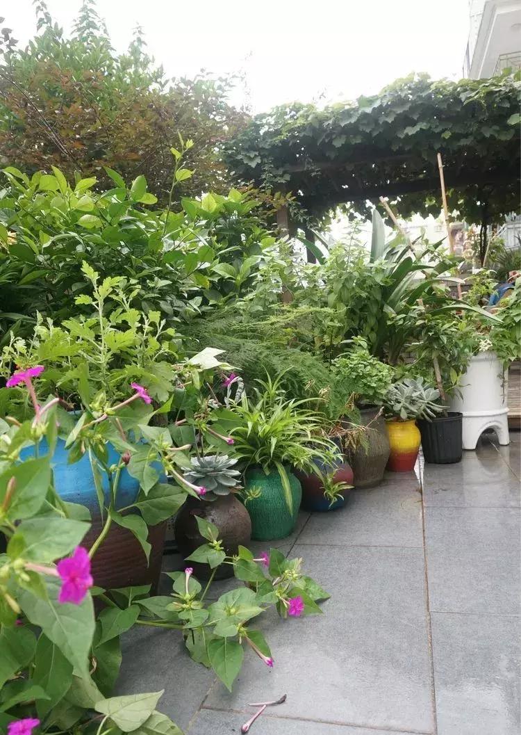 香香的花园自拍杆,香香的花围墙推荐