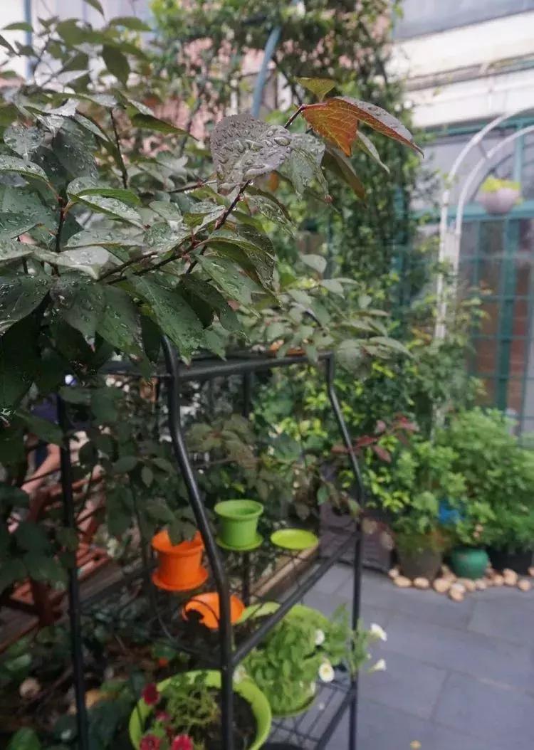 香香的花园自拍杆,香香的花围墙推荐