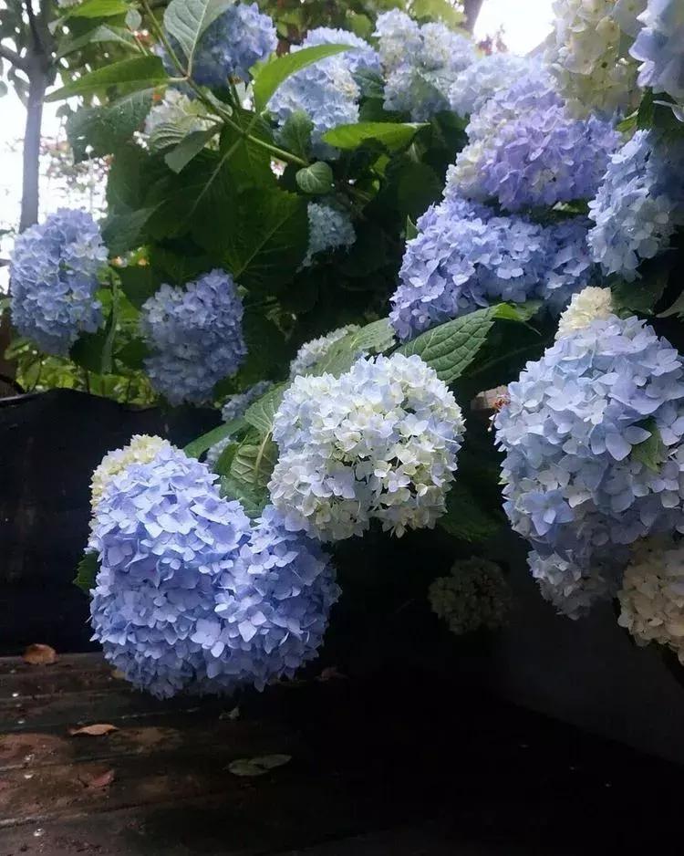 香香的花园自拍杆,香香的花围墙推荐