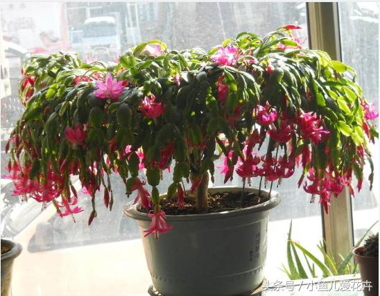 蟹爪兰的养殖方法最简单的,蟹爪兰的养殖方法和技巧