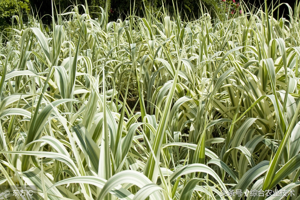 芦苇用什么除草剂根除,芦苇打不死教你一招直接去根