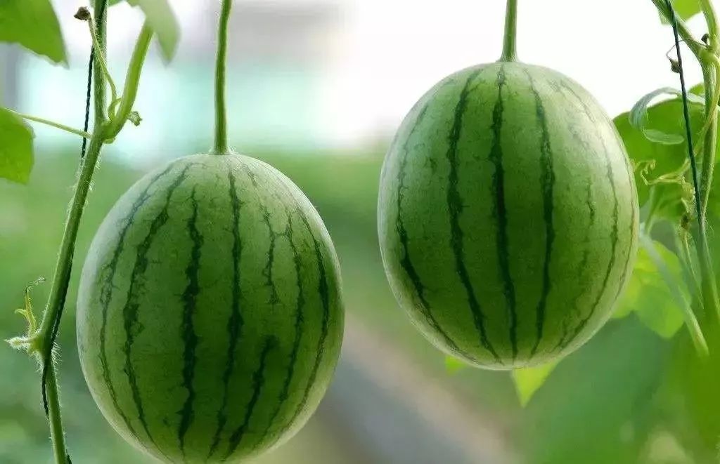 夏日吃西瓜,药物不用抓!西瓜几大功效和禁忌,了解一下