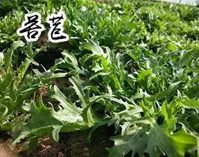 长春采摘农家乐一日游,长春市周边度假山庄农家乐