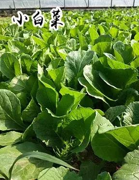 长春采摘农家乐一日游,长春市周边度假山庄农家乐