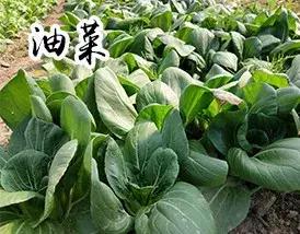 长春采摘农家乐一日游,长春市周边度假山庄农家乐