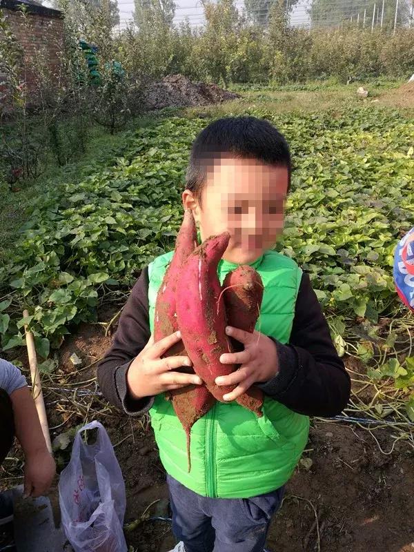 京郊7月采摘好去处,江宁农场采摘一日游