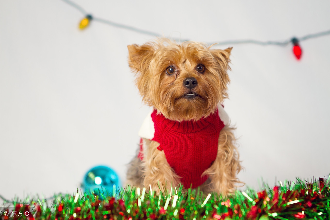 选宠物注意什么,宠物狗怎么选好