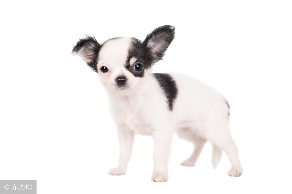 选宠物注意什么,宠物狗怎么选好