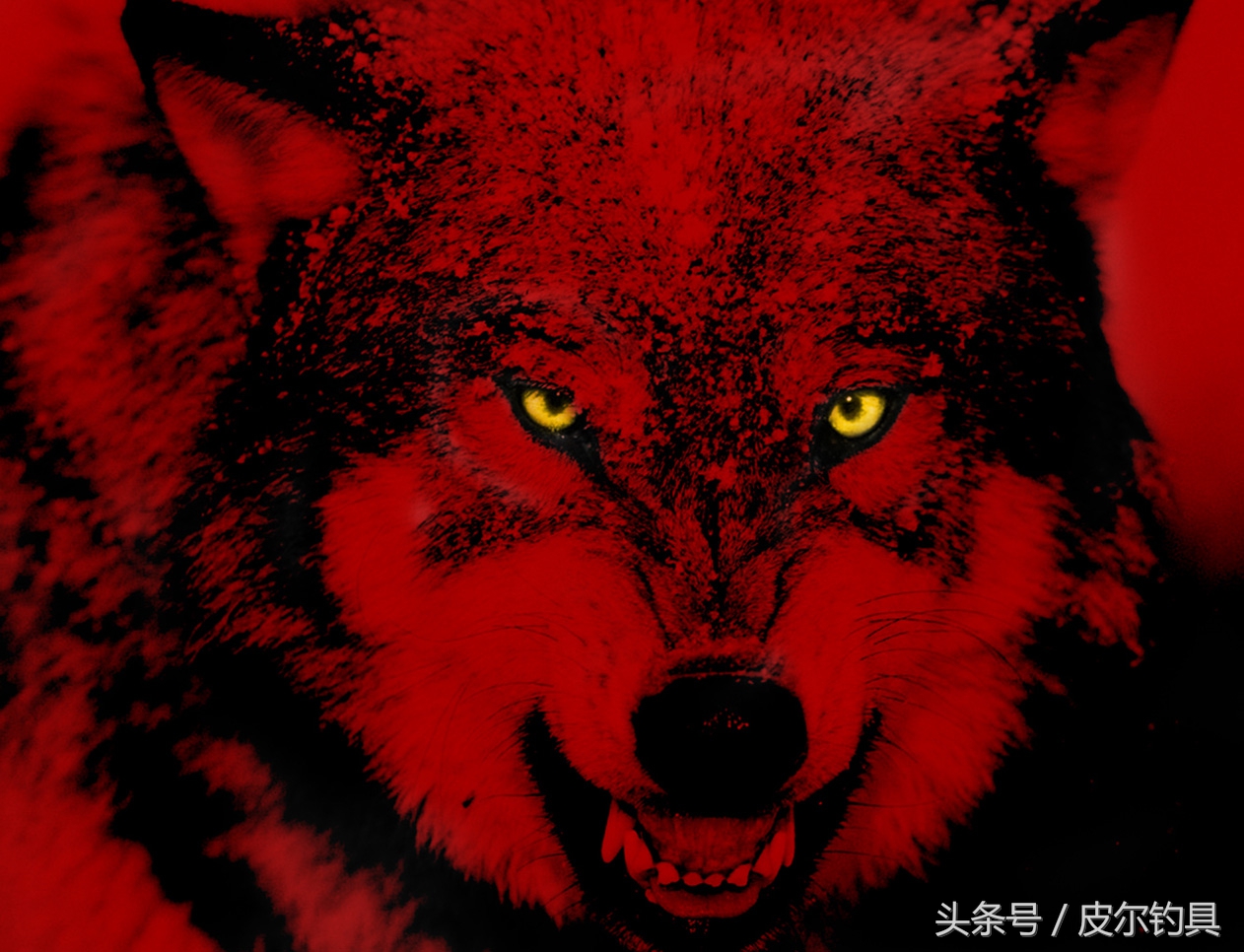 美国红狼正品鱼竿,美国红狼高级钓竿