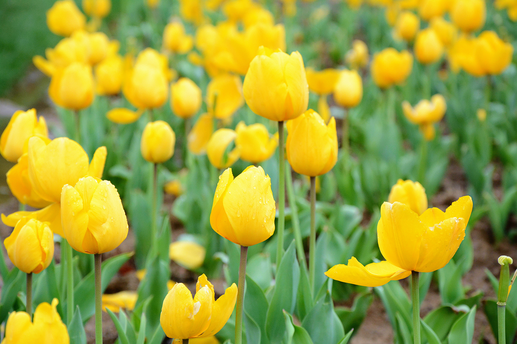 苏州哪里小桥流水人家,苏州少数人知道的好玩地方