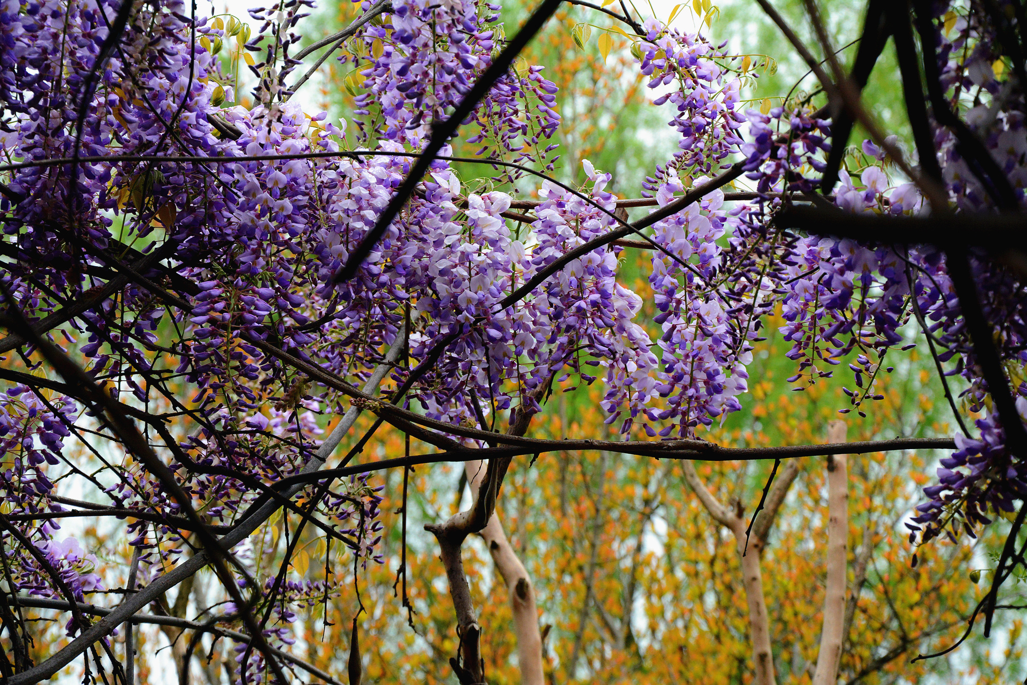 苏州哪里小桥流水人家,苏州少数人知道的好玩地方