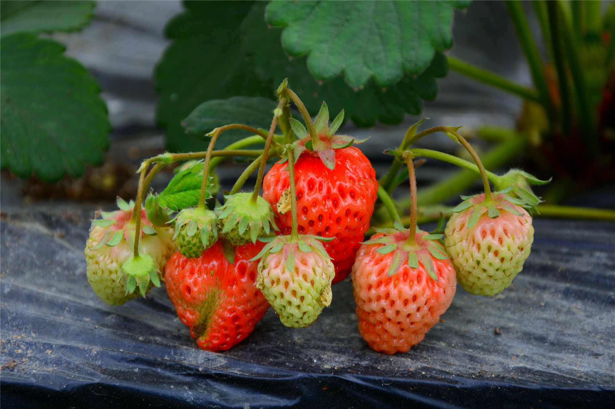 苏州哪里小桥流水人家,苏州少数人知道的好玩地方