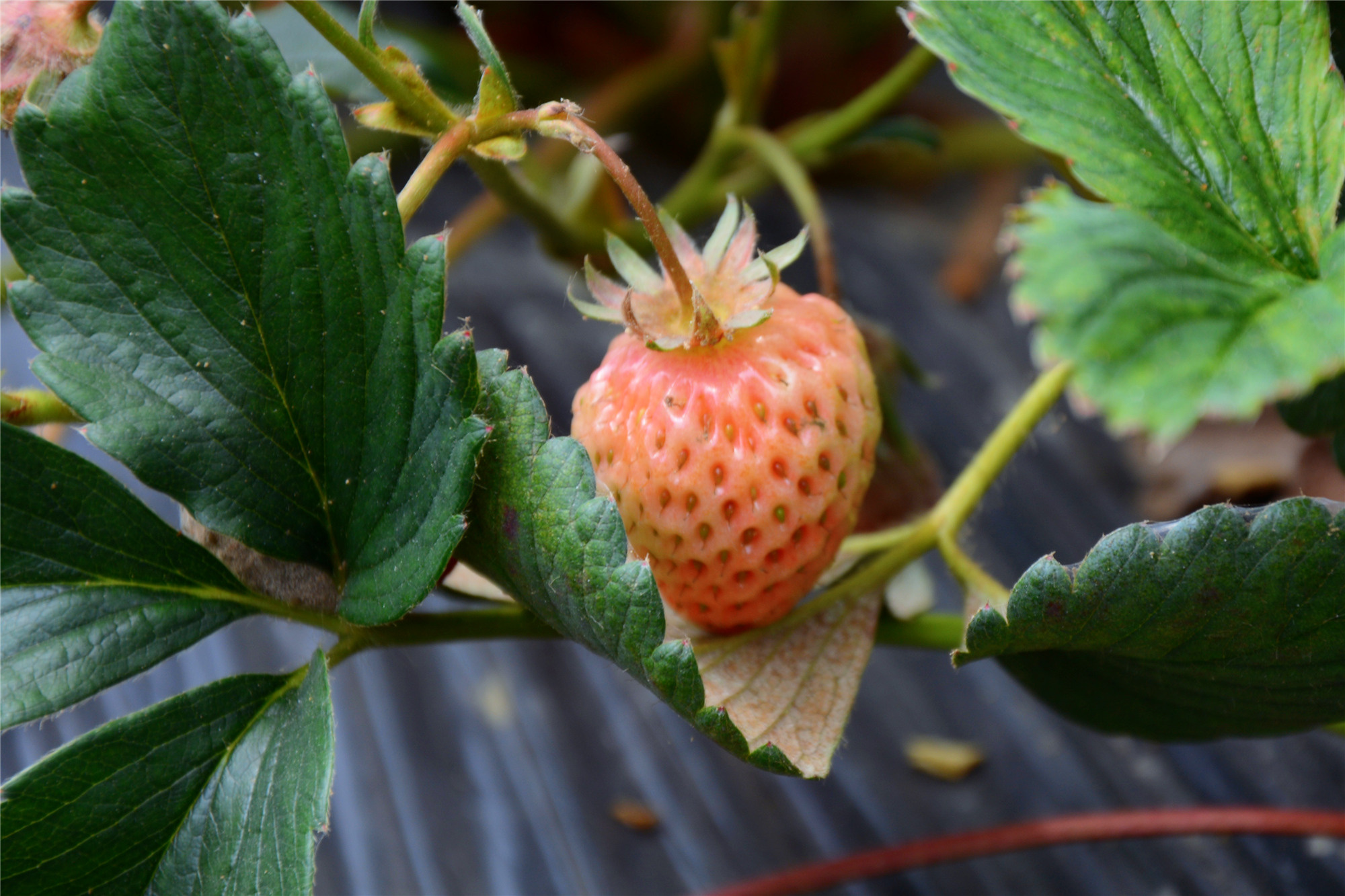 苏州哪里小桥流水人家,苏州少数人知道的好玩地方