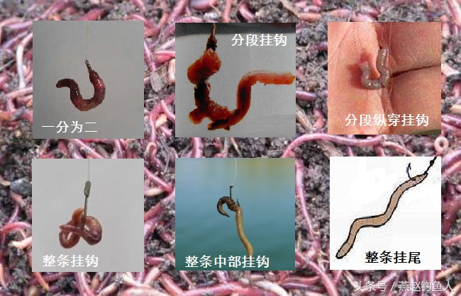 蚯蚓钓鱼的正确用法,蚯蚓钓鱼蚯蚓怎么养用什么打窝