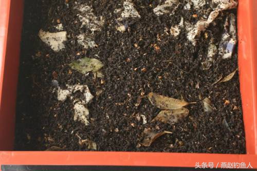 蚯蚓钓鱼的正确用法,蚯蚓钓鱼蚯蚓怎么养用什么打窝