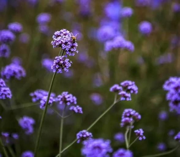 鹿泉春天去哪看花海,鹿泉区花海