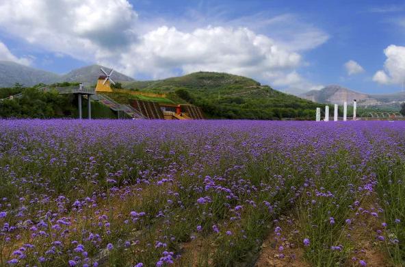 鹿泉春天去哪看花海,鹿泉区花海